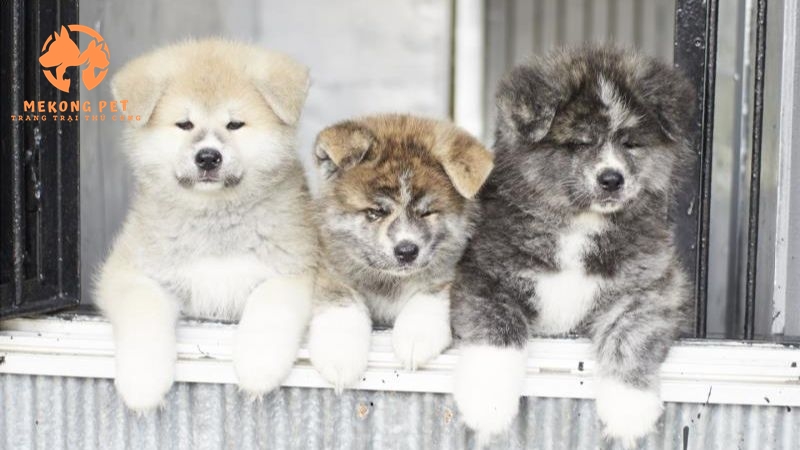 Bán chó Akita thuần chủng tại TpHCM